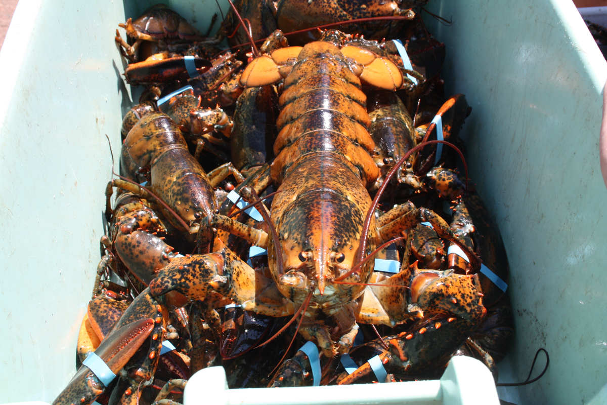 Doiron Fisheries: Premium PEI Seafood - Lobsters, Mussels & More